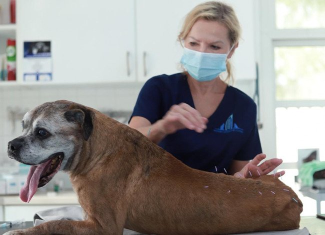 Dog on medical procedures