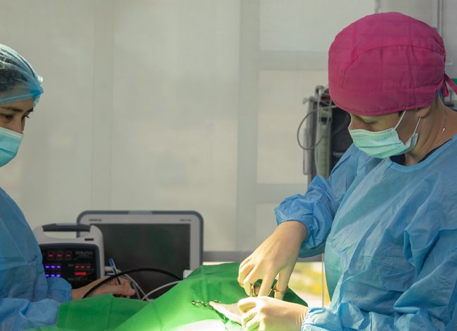 Veterinary surgical operation
