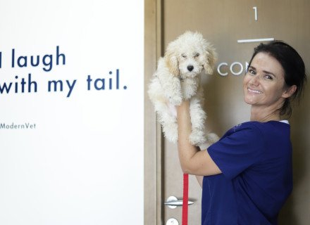 Vet hold dog in hands