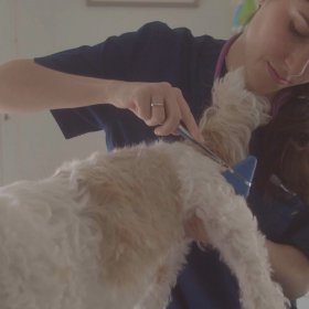 Medical inspection for dog