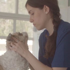 Veterinarian doing dog exam