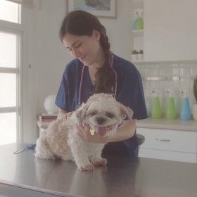 Dog with veterinarian