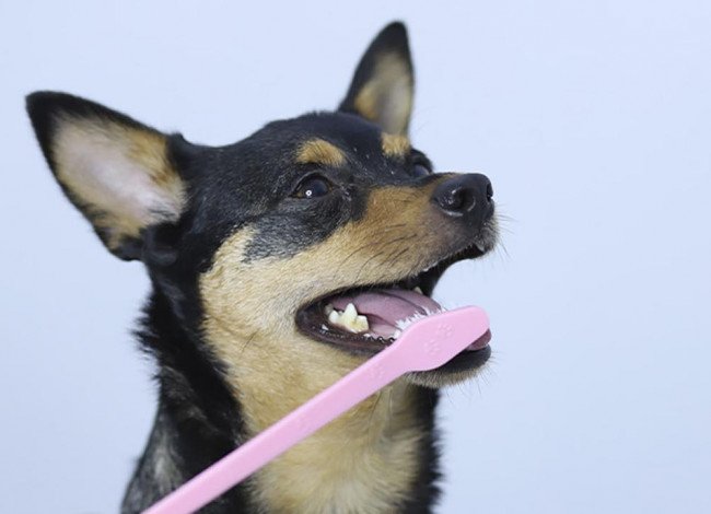 Dog dental care