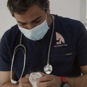 Veterinarian inspect cat