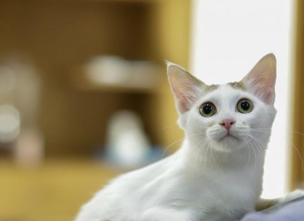 White cat