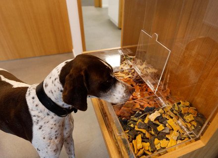 Dog with delicacy bones