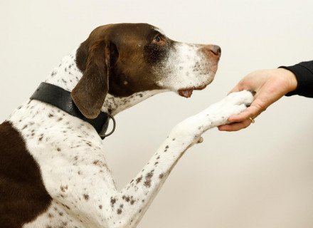 Dog give paw