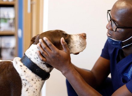 Veterinarian and dog