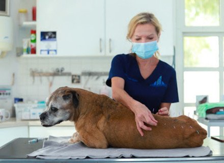 Medical procedure for dog