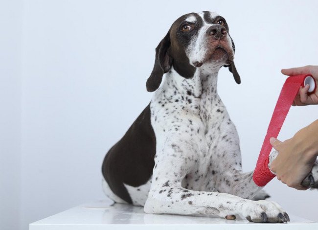 Bandaging dog paw
