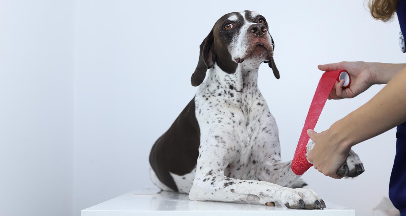 Bandaging dog paw