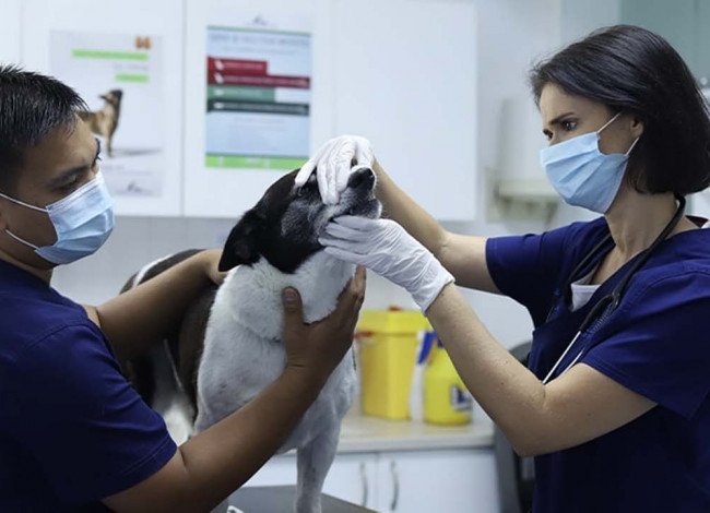 Veterinary exam for dog