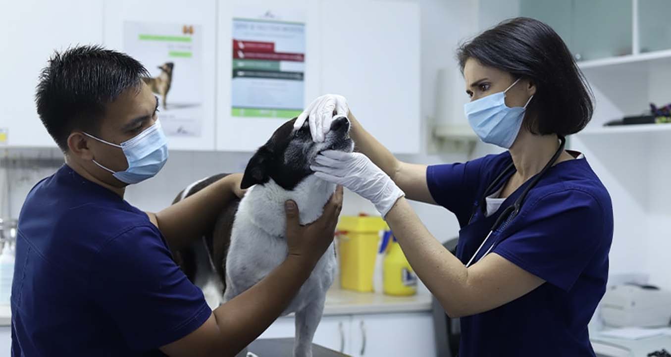 Veterinary exam for dog