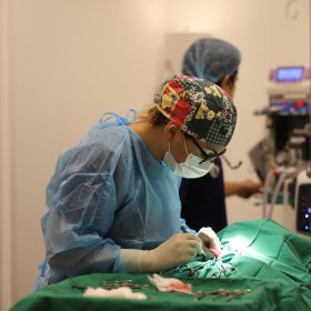 veterinar does surgery