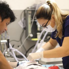 veterinar helping pet