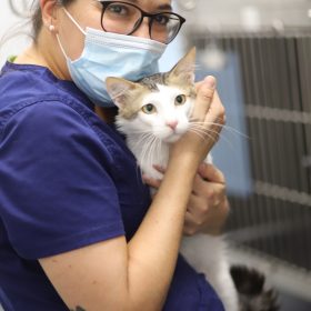 vet and cat