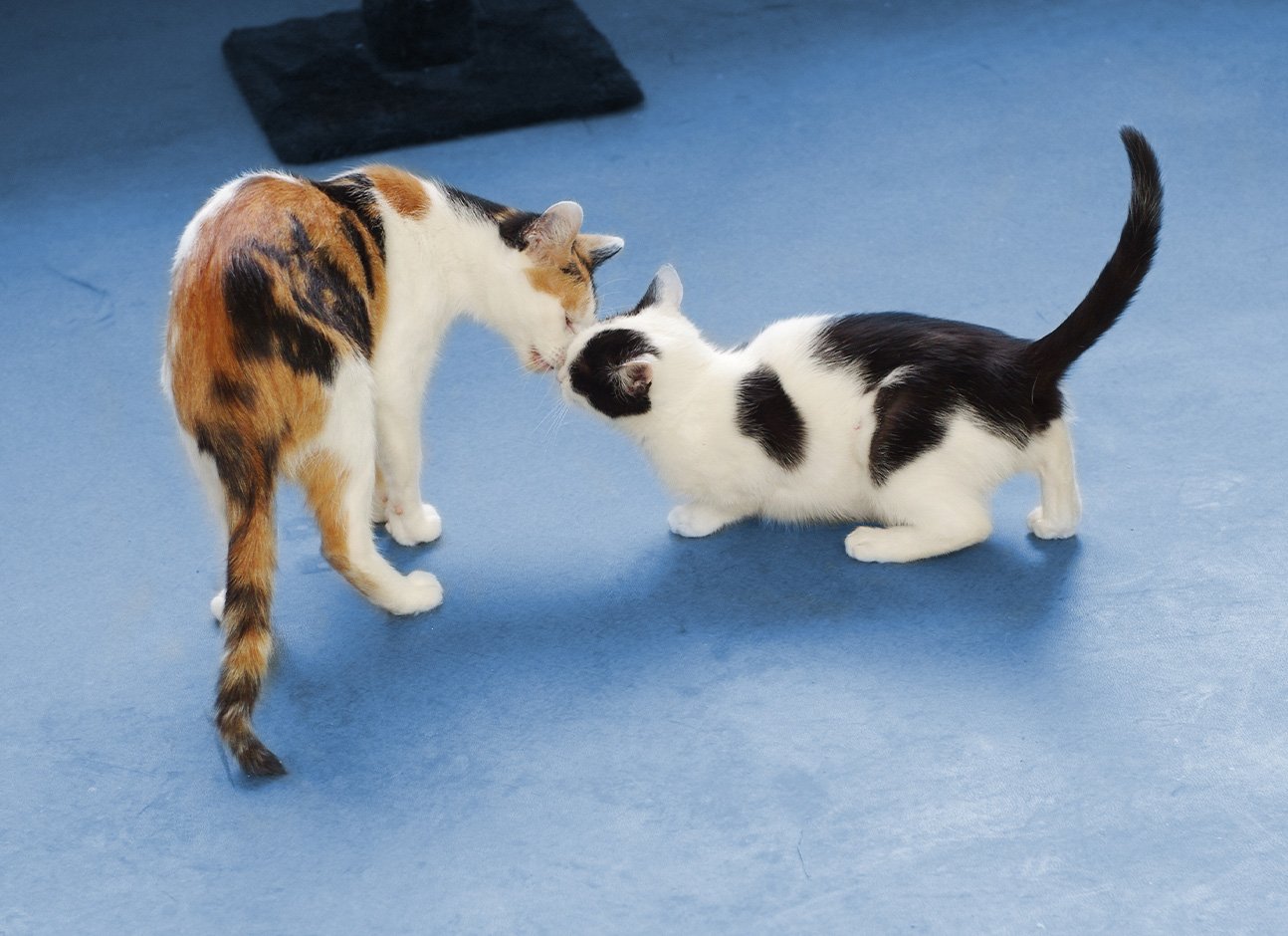 Two cats playing