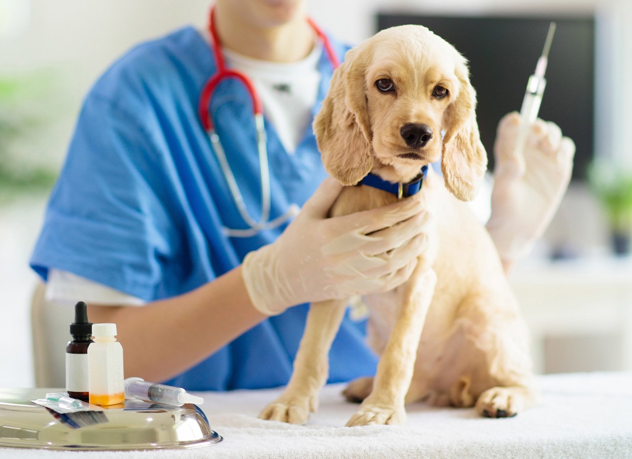 Dog vaccinations