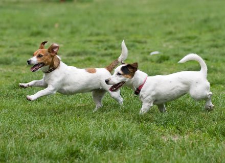 Dogs on grass