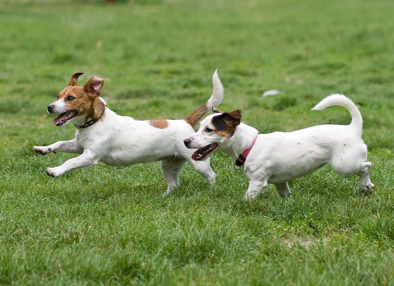 Dogs on grass