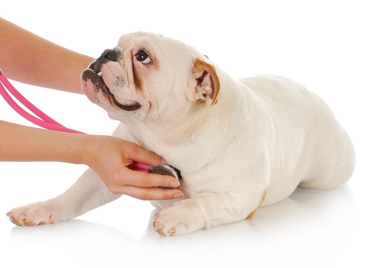 Listening dog with stethoscope