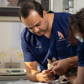 Veterinarians helping cat with paw