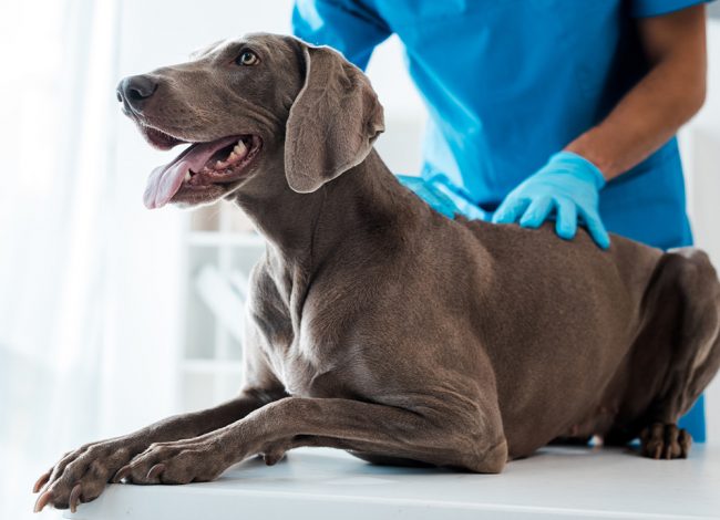 Dog on exam table