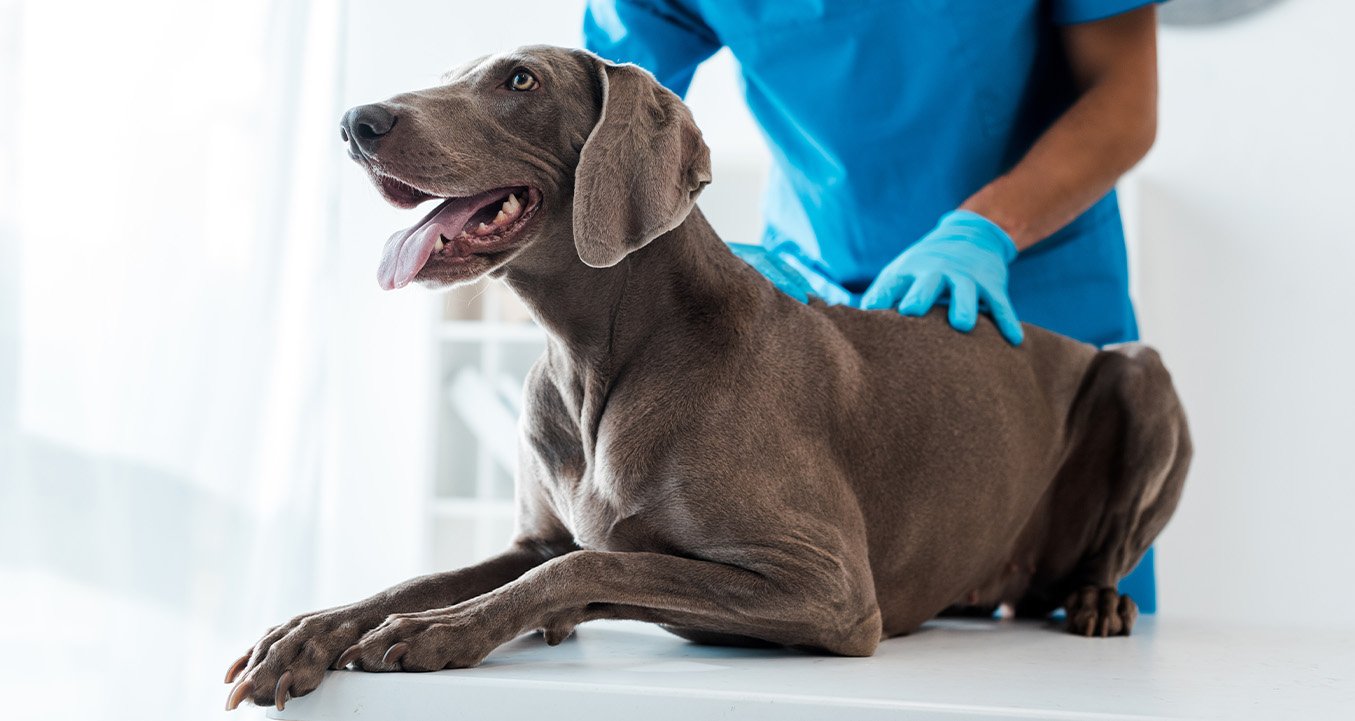 Dog on exam table