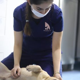 veterinar play with doc