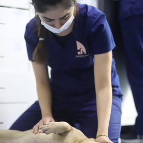 veterinarian petting dog