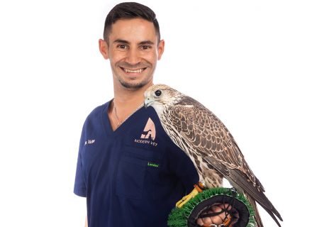 Veterinarian with falcon