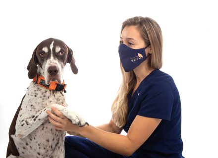 Dog giving paw to vet