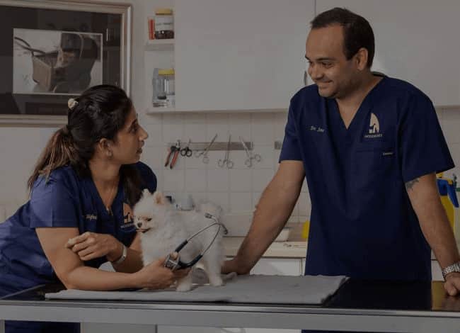 Dog on medical inspection