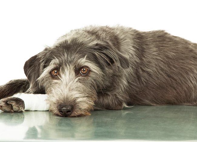 Dog with twisted paw