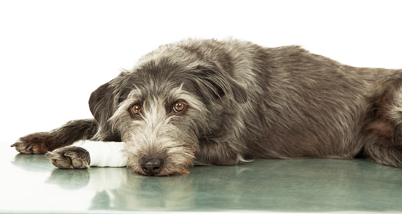 Dog with twisted paw