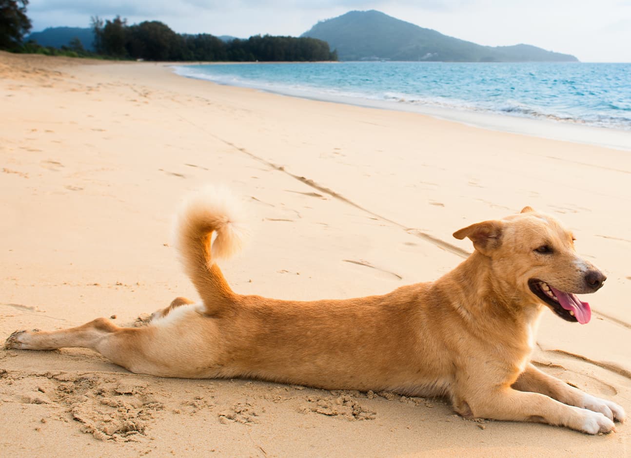 Dog on beach