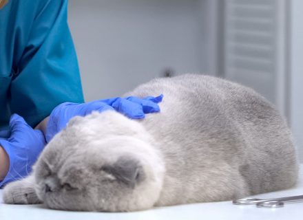 Hyperthyroidism in cats