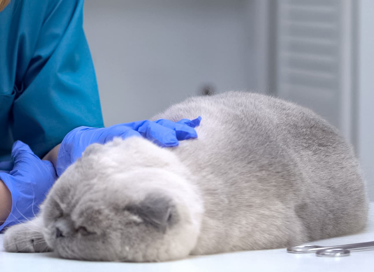 Hyperthyroidism in cats