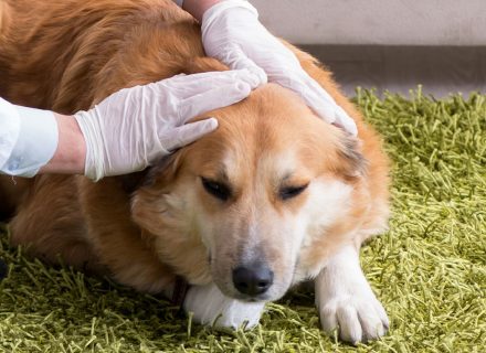 Vet inspect dog