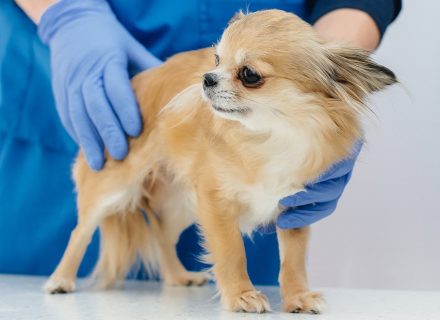 Small dog on veterinary procedure