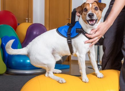 Physical dogs rehabilitation