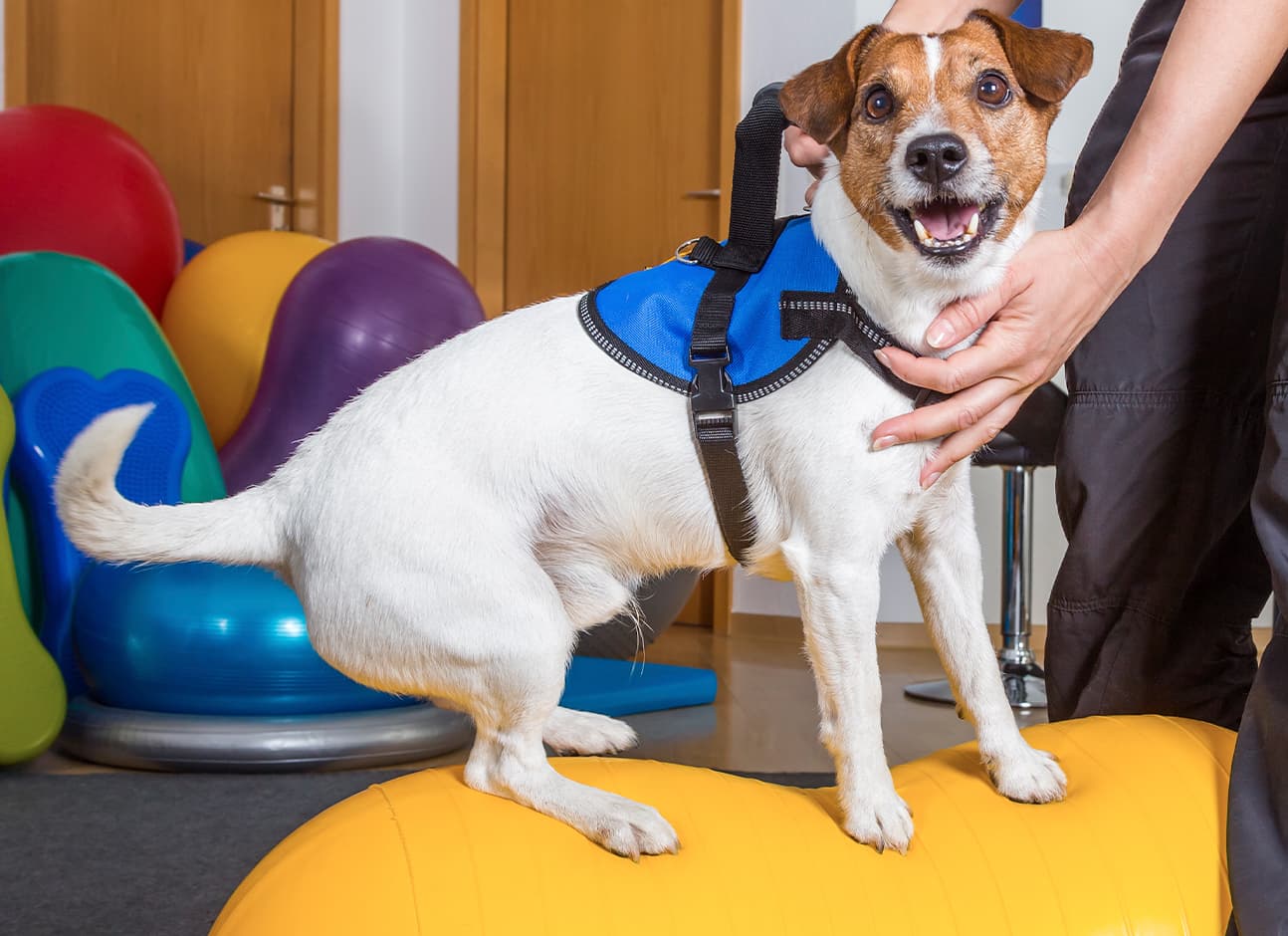 Physical dogs rehabilitation