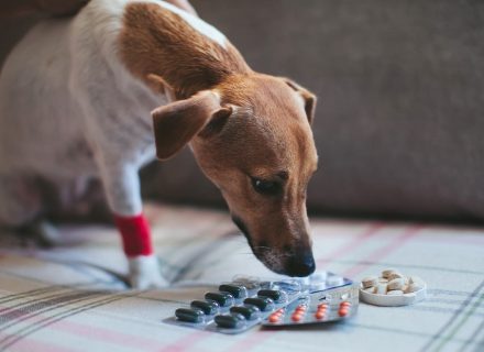 Dog with antibiotics