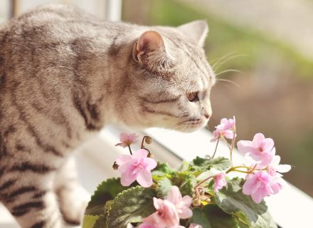 Cat with flower