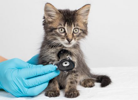 Kitty stethoscope listening