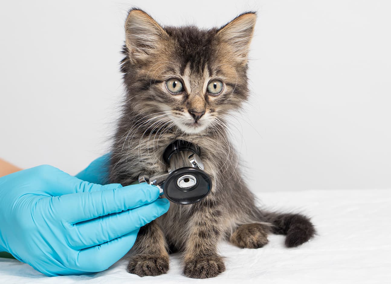 Kitty stethoscope listening