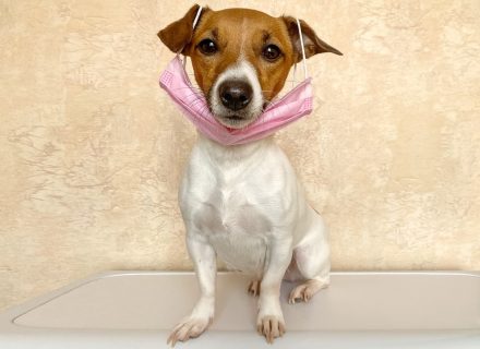 Dog in medical mask