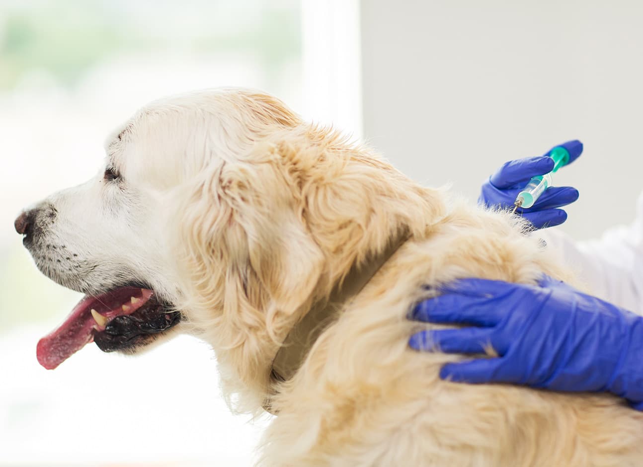 Giving injection to dog