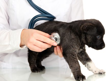 Dog with stethoscope