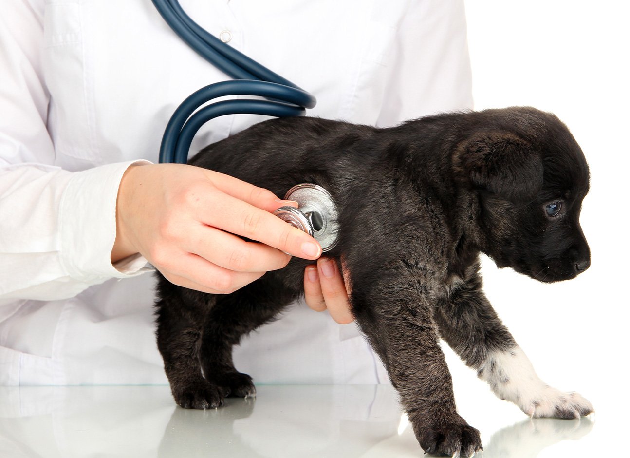 Dog with stethoscope